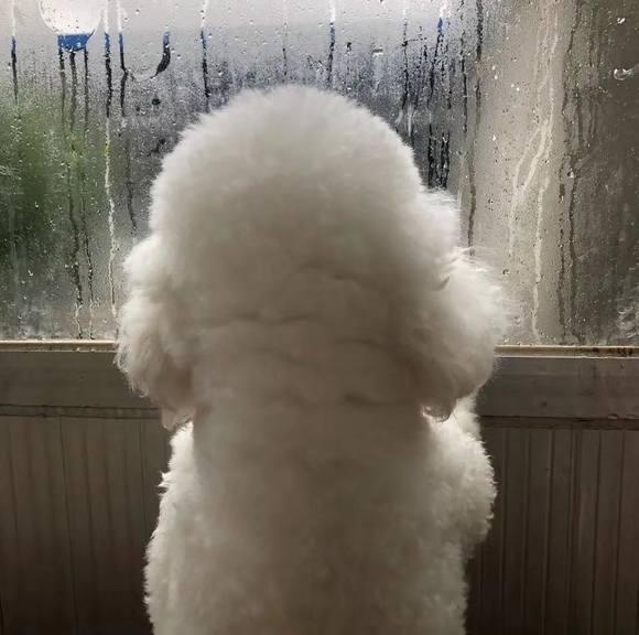 Meet your Posher, Sherry - Picture 1 of 1